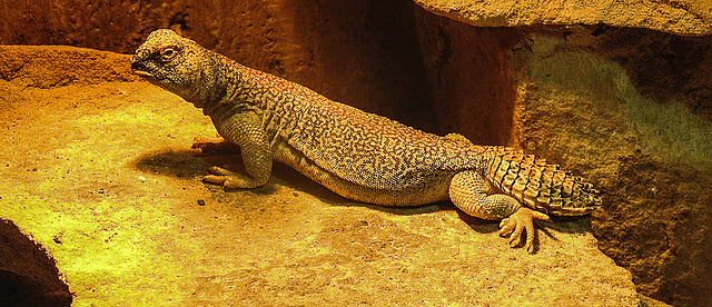 20200301 6504CPw [D~MS] Oman-Dornschwanzagame (Uromasty thomani), Zoo,  Münster