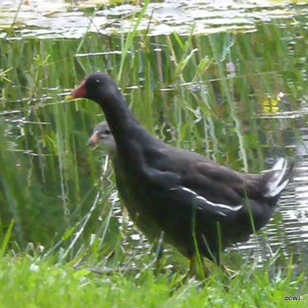 Moorhens on the pond