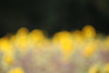 Sunflower bokeh