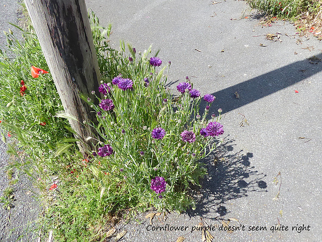 Cornflower purple is not quite right, East Blatchingon June 2021