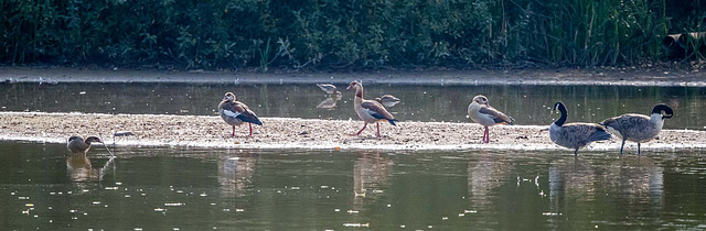 Egyptian geese with Canada geese