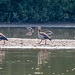 Egyptian geese with Canada geese