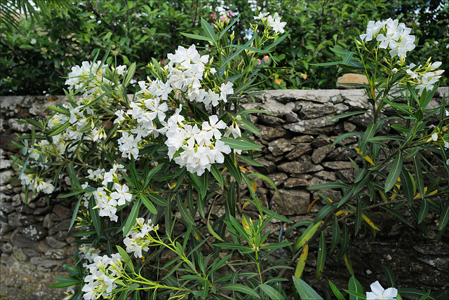 Nerium oleander, Penedos, HWW