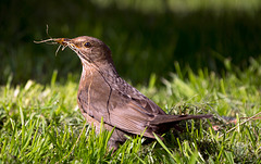 Nesting Time