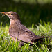 Nesting Time