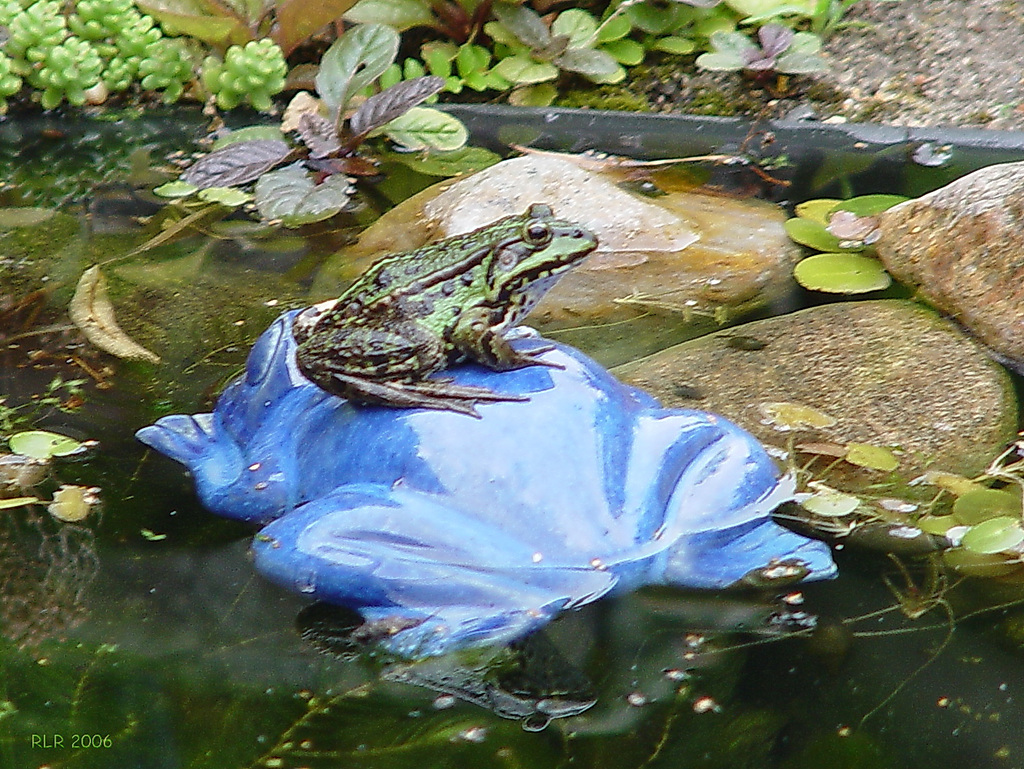 Der Montagsfrosch: Einer macht blau ...