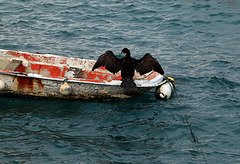 Cormoran exhibitionniste , mais que fait la police ?