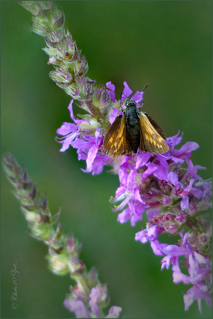 Large Skipper ~ Groot dikkopje (Ochlodes sylvanus), male ♂...