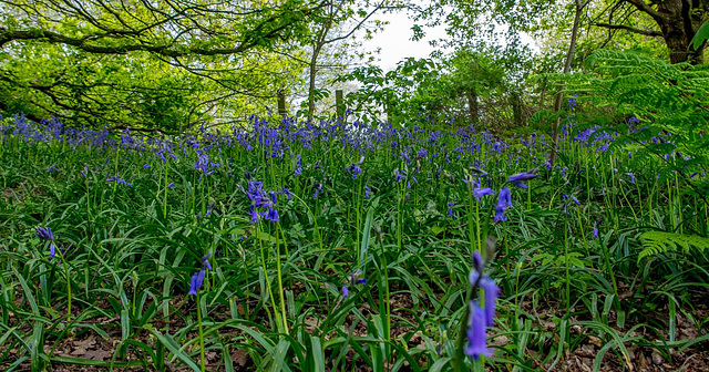 Bluebells at Rivacre Valley64