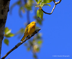 Paruline jaune