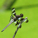 Twelve-spot Skimmer (Libellula pulchella), male