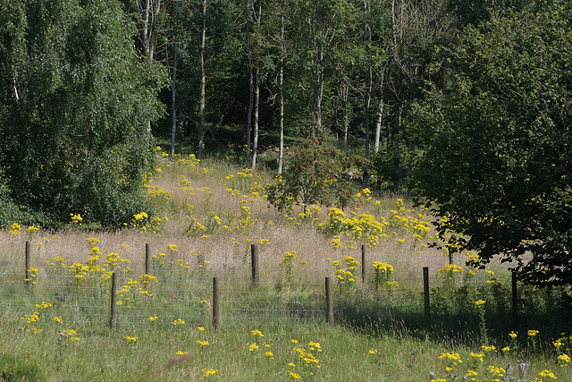 HFF ~ A breath of Summer