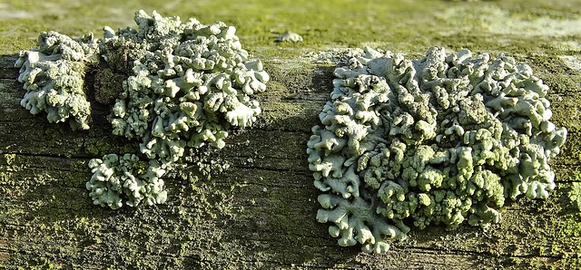 Lichen 1