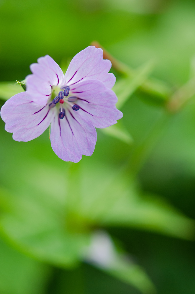 Geranium