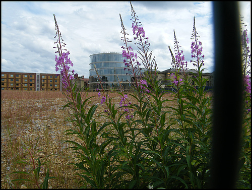 Blavatnik through the willowherb