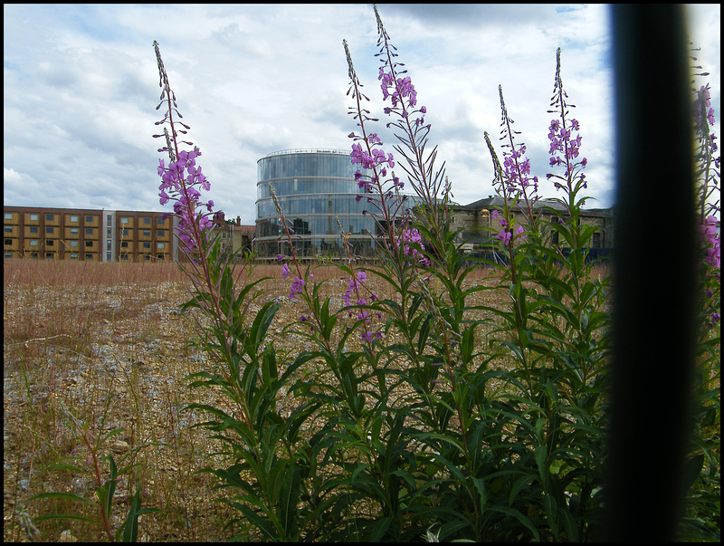 Blavatnik through the willowherb