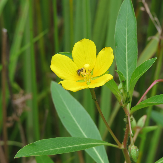 Ludwigia peploides