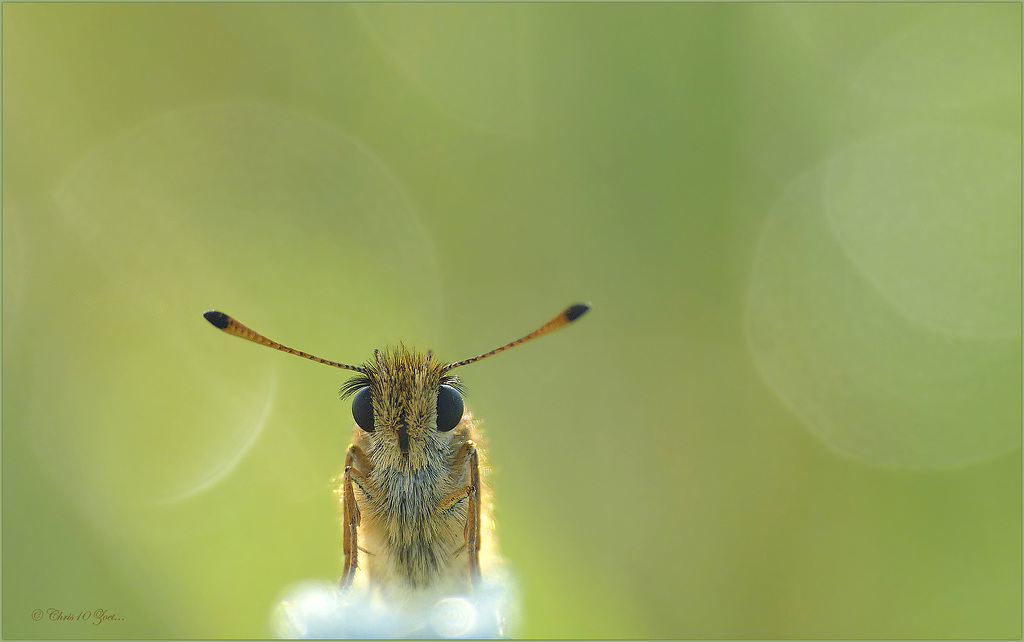 Essex Skipper ~ Zwartsprietdikkopje (Thymelicus lineola) in the Clouds... :-)