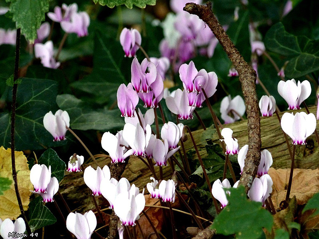 Cyclamens de Naples