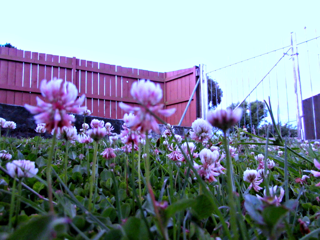 Clover All Over.