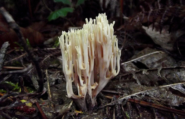 Champignon