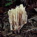 Champignon Champignon