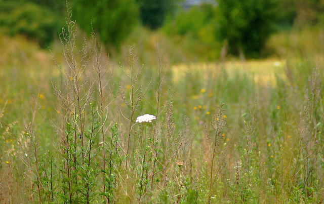 ... solitude ...