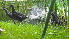 Moorhens on the pond