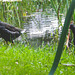 Moorhens on the pond