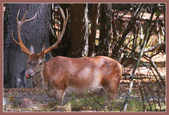 Cerf se désaltérant