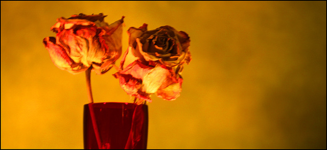 DEAD FLOWERS