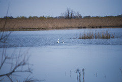 Die Schwäne in Jermakiw-Insel