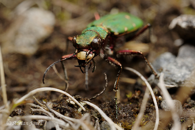 Cicindela campestris