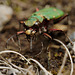 Cicindela campestris