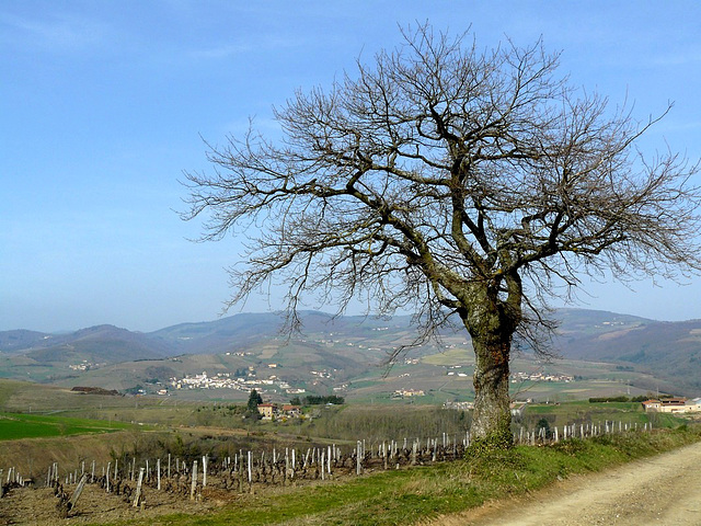 Vue arborée !