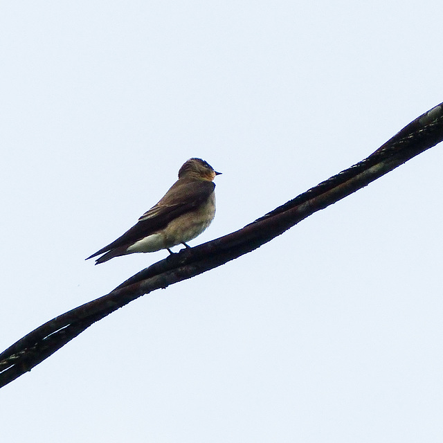 Southern Rough-winged Swallow, on way to Brasso Seco, Trinidad