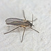 Fly IMG_0533