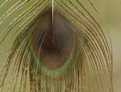 Day 6, Peacock feather, Tadoussac