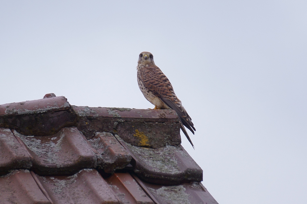 Turmfalke (♀) auf dem Dach