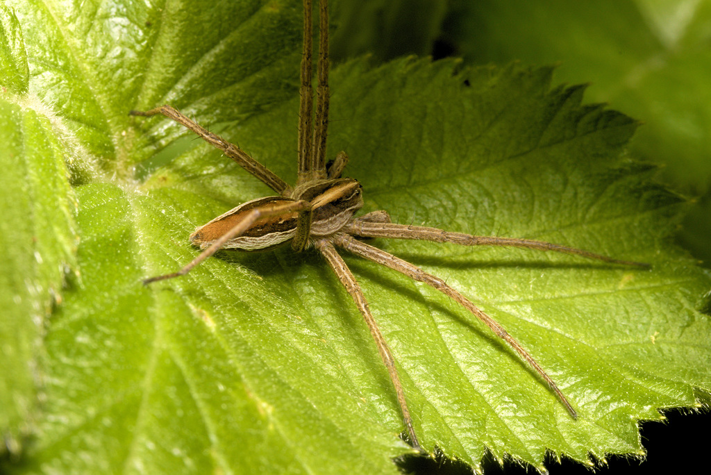 EF7A3017NurseryWeb