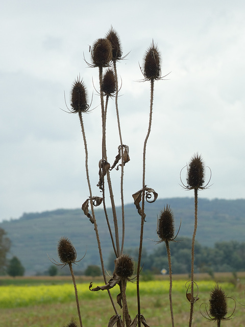 Wilde Karden am Kaiserstuhl