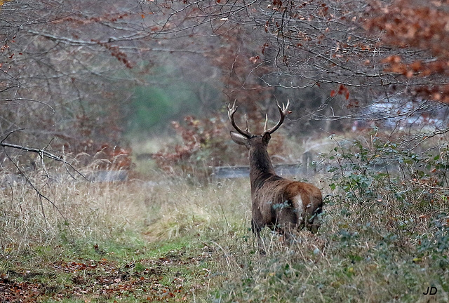 une belle apparition ....