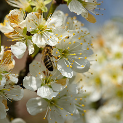 Biene auf Mirabelle