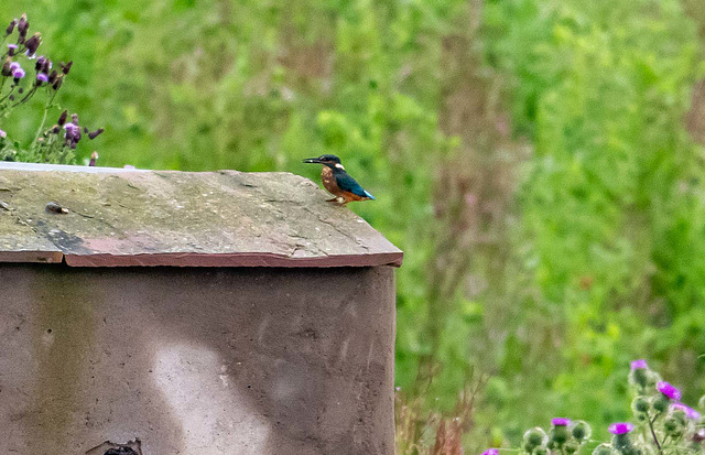 Kingfisher