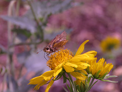 SKIPPER AND SUNNY --