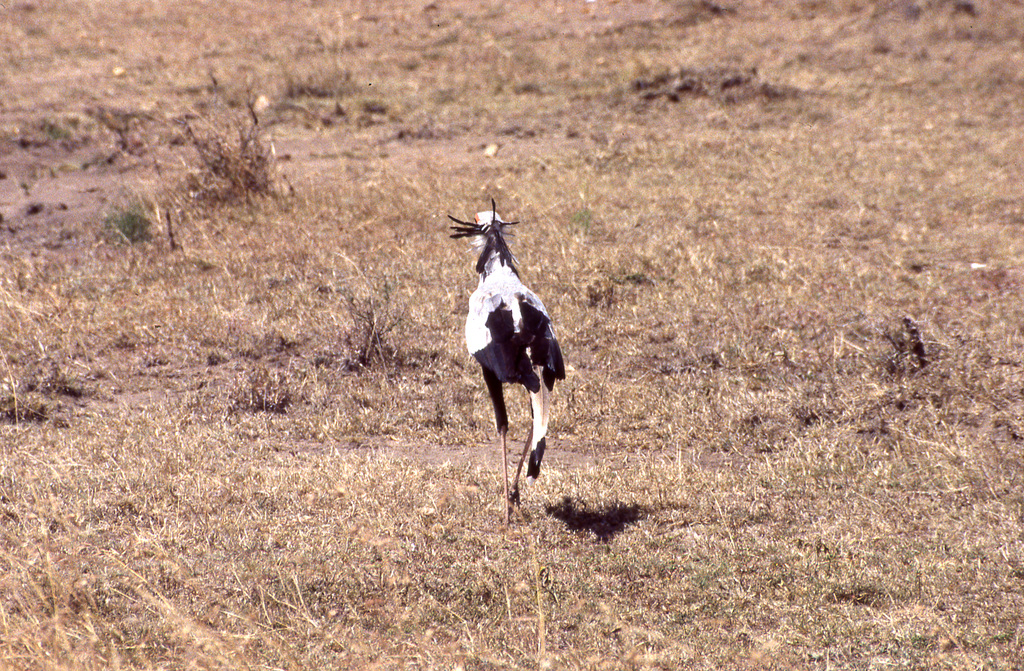 Secretary Bird