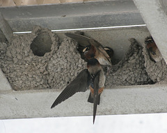 hirondelle à front blanc/cliff swallow