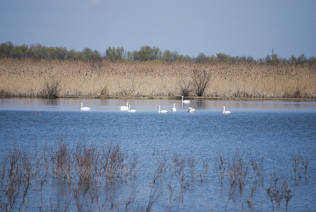 Die Schwäne in Jermakiw-Insel