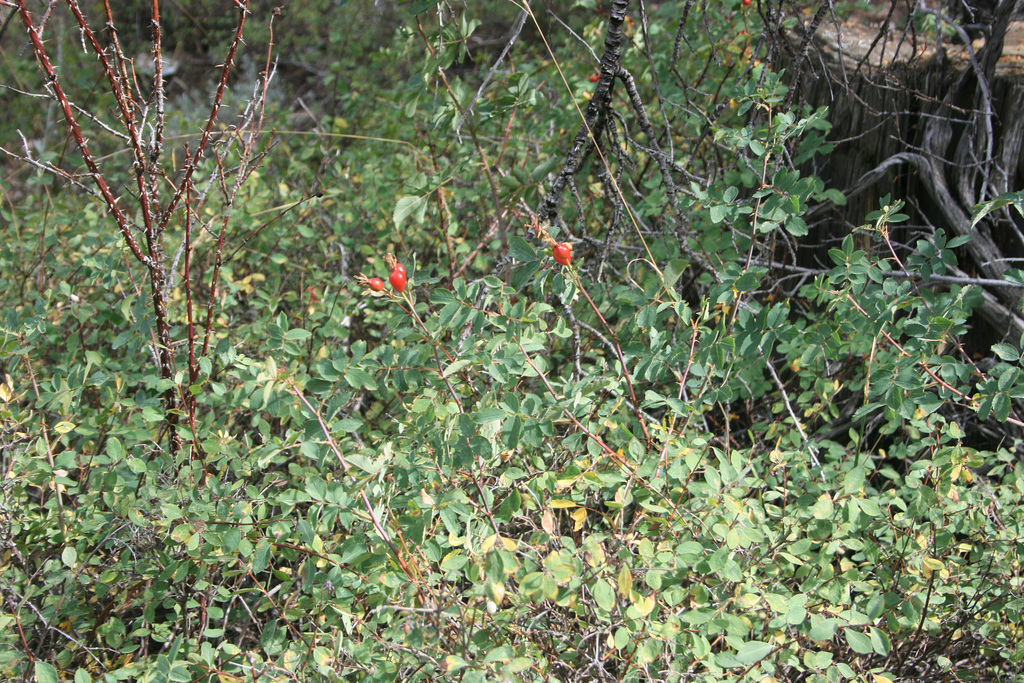 IMG 9315
