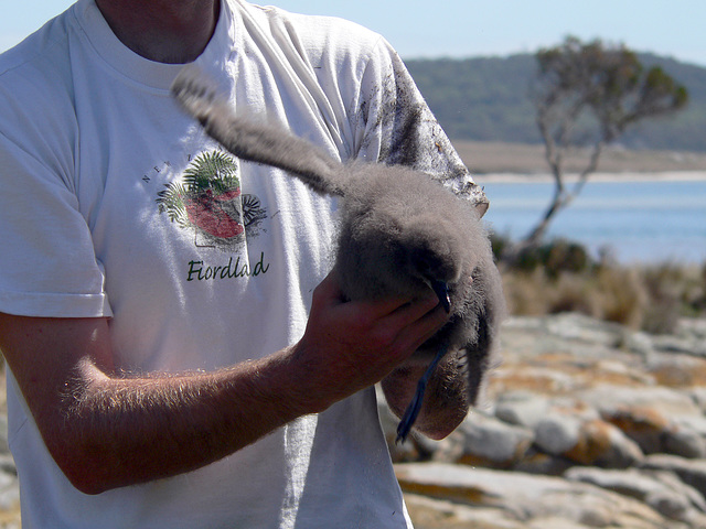 shearwater chick Flinders Island Tasmania